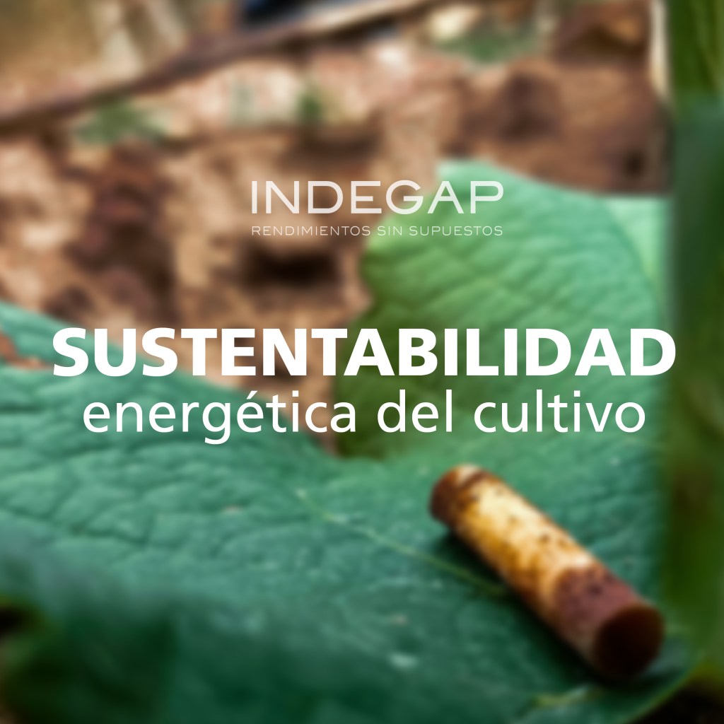 Texto que destaca la sostenibilidad energética del cultivo en un fondo de hojas verdes y elementos naturales.